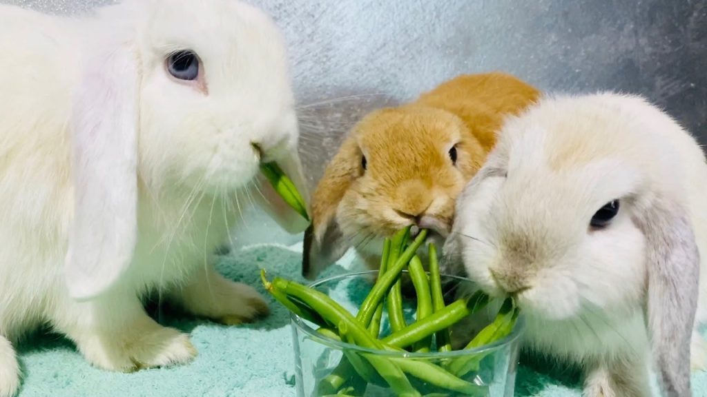 rabbit-eating-green-beans-1024x576-6760273