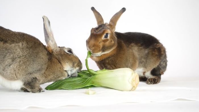 Can Rabbits Eat Bok Choy?