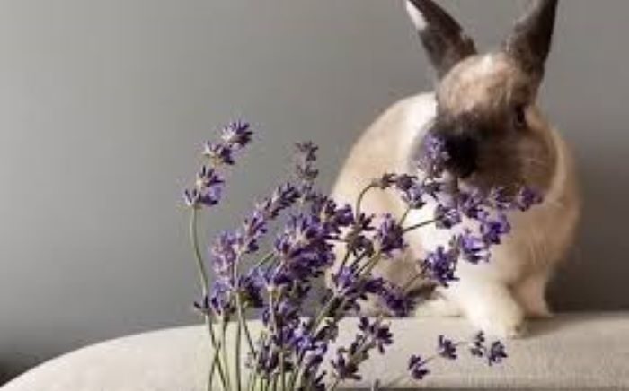 Can Rabbits Eat Lavender?