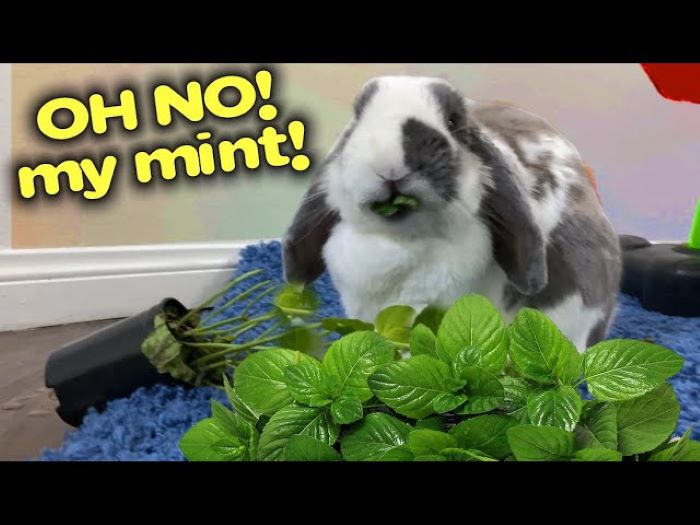 Can Rabbits Eat Mint?