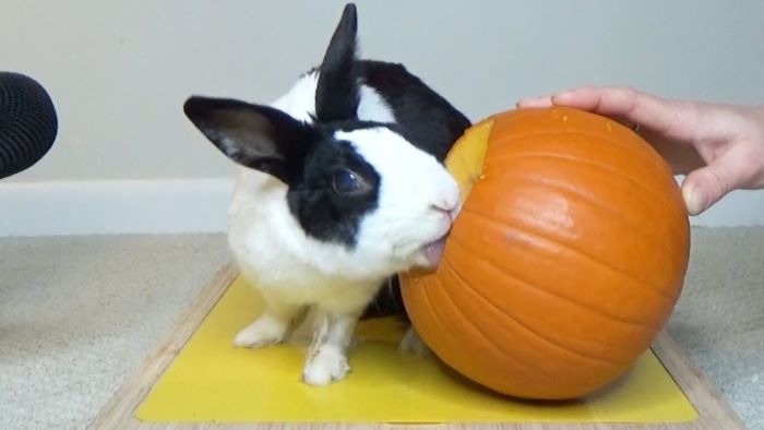 Can Rabbits Eat Pumpkin?