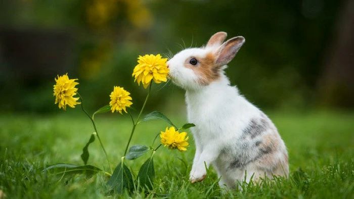 Can Rabbits Eat Rosemary?