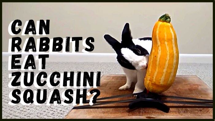 Can Rabbits Eat Zucchini?