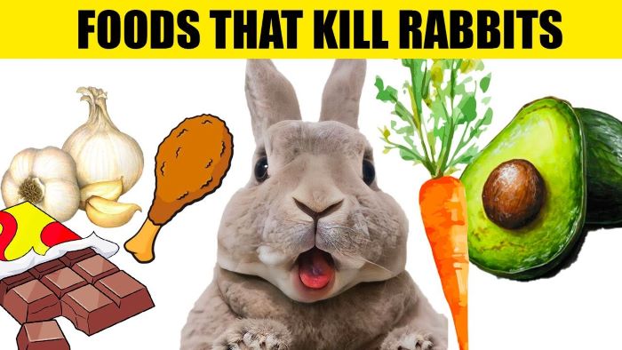 Foods That Will Kill Your Rabbits - Avoid These at All Costs