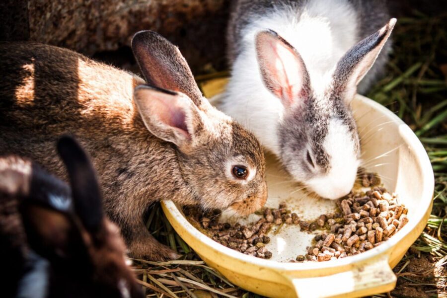 pair-rabbits-eating-6536116