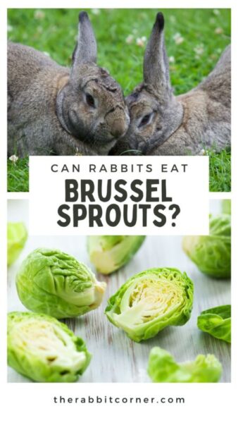 Can Rabbits Eat Brussels Sprouts?