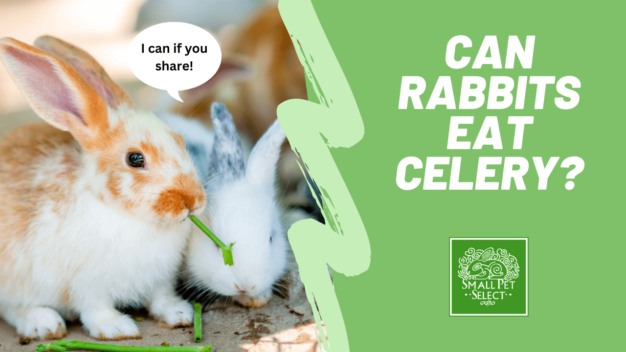 Can Rabbits Eat Celery?