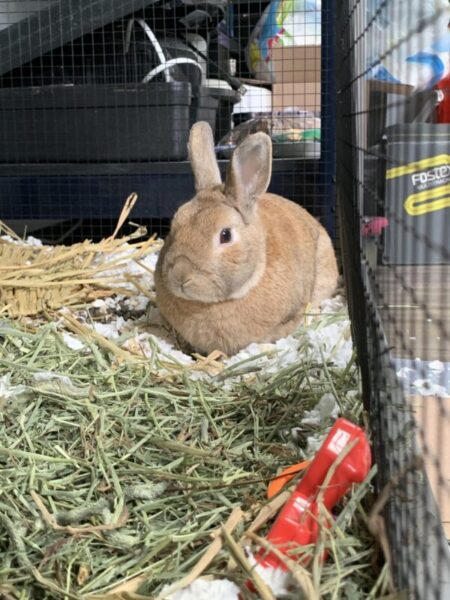 Can Rabbits Eat Cilantro?