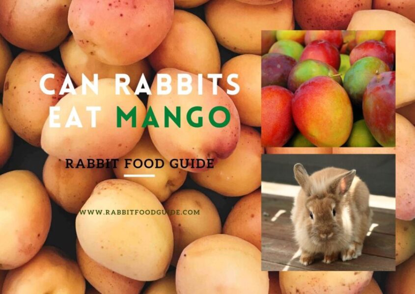 Can Rabbits Eat Mango?