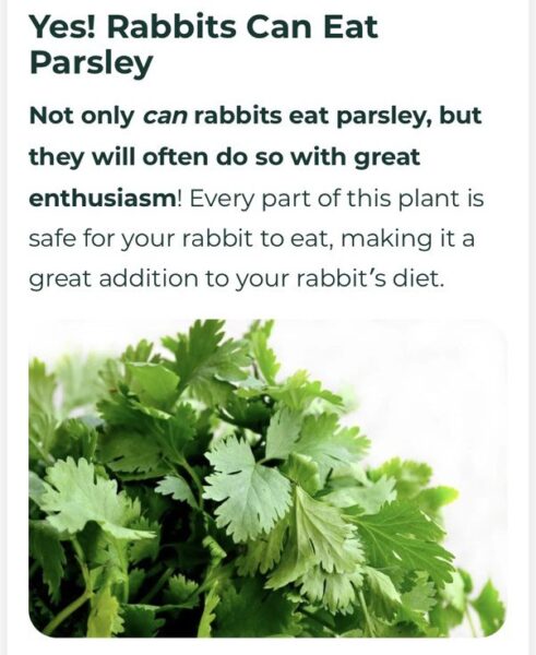 Can Rabbits Eat Parsley?