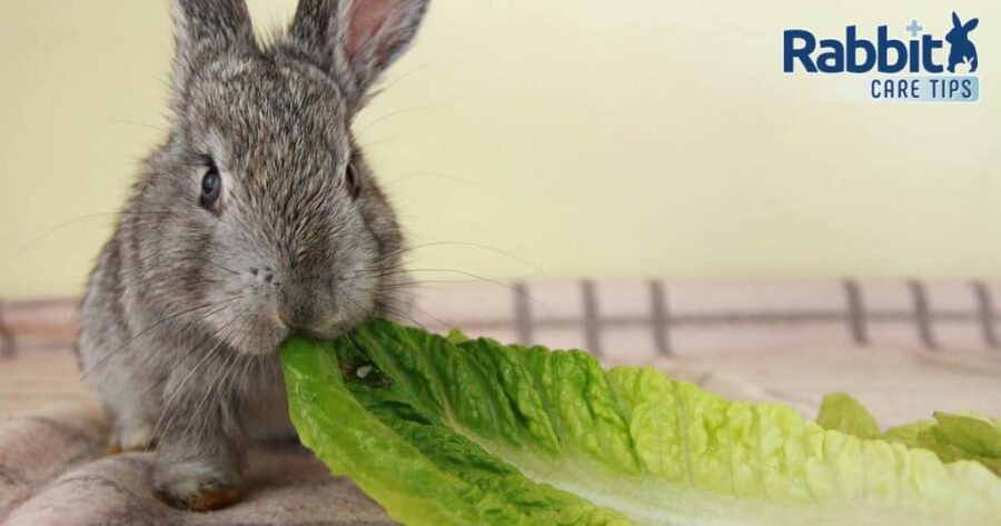 Can Rabbits Eat Romaine Lettuce?