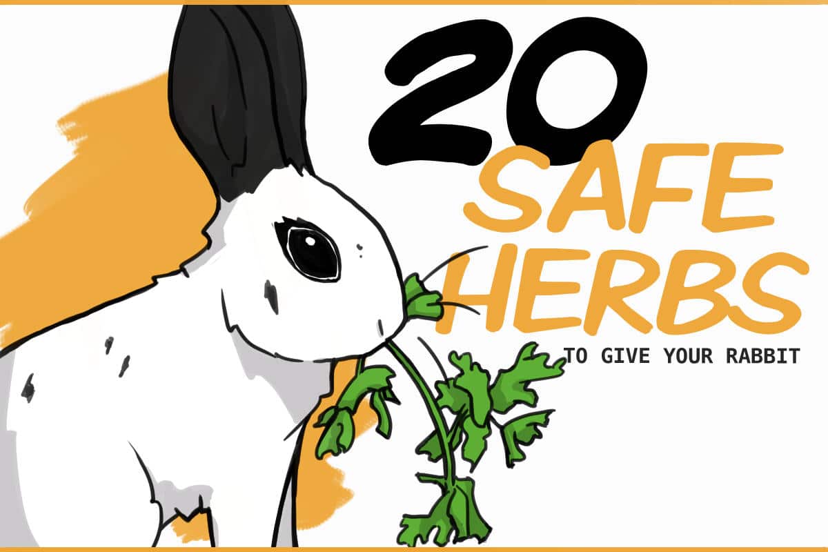 Can Rabbits Eat Sage?