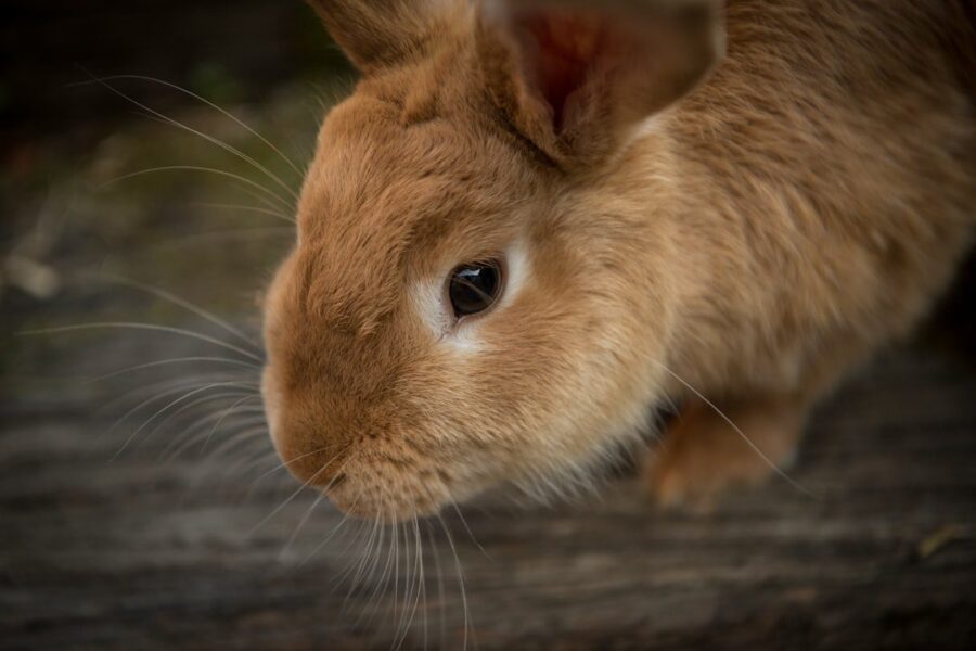 Do Bunnies Have Whiskers?