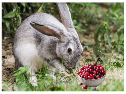 Can Rabbits Eat Cranberries?