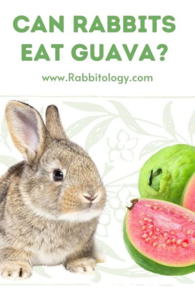 Can Rabbits Eat Guava?