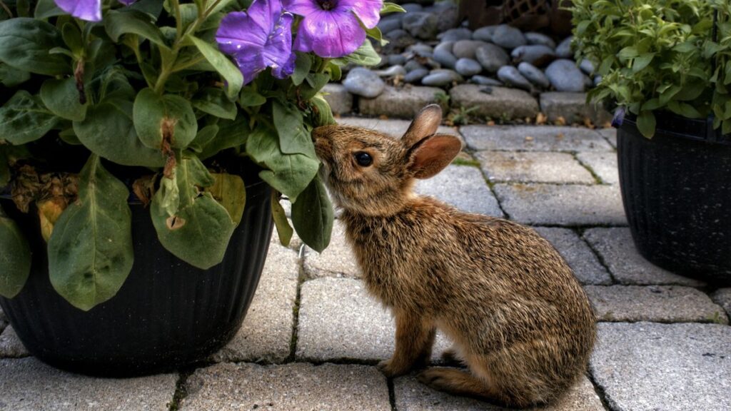 Can Rabbits Eat Lavender?