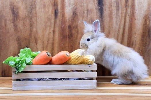 Can Rabbits Eat Parsnips?