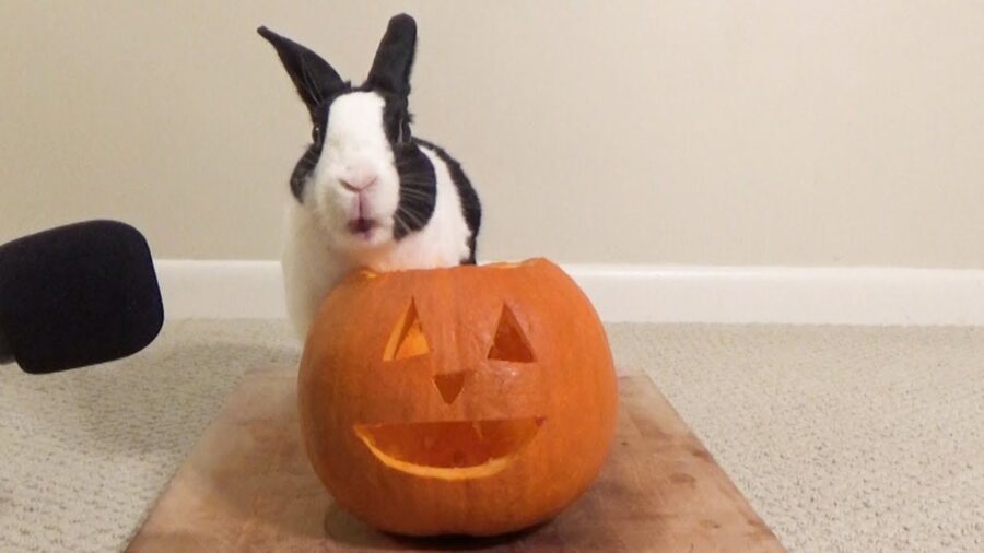 Can Rabbits Eat Pumpkin?