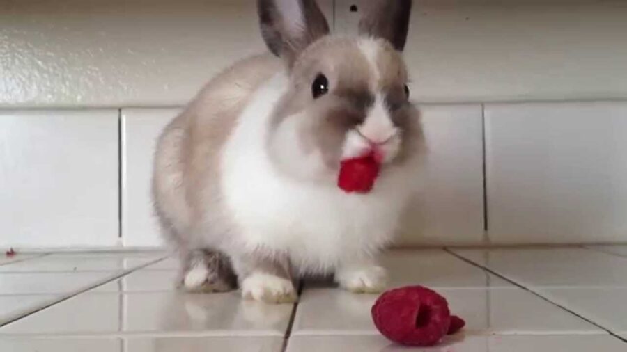 Can Rabbits Eat Raspberries?