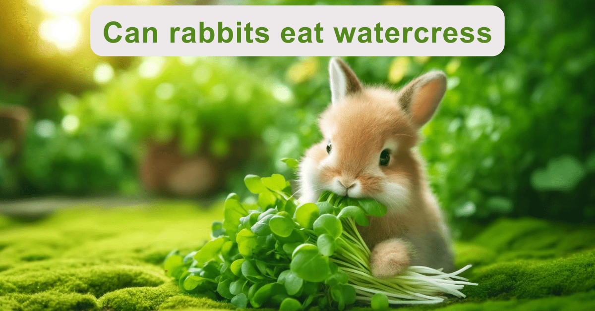 Can Rabbits Eat Watercress?