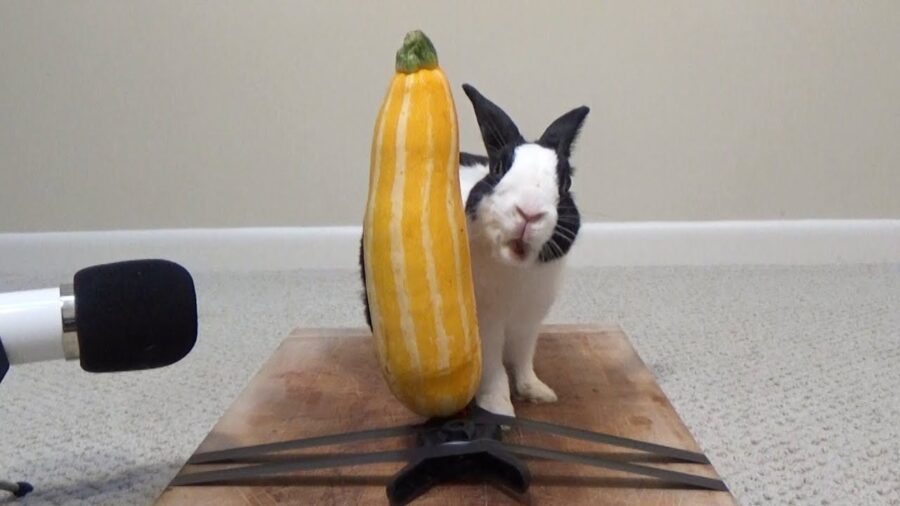 Can Rabbits Eat Zucchini?