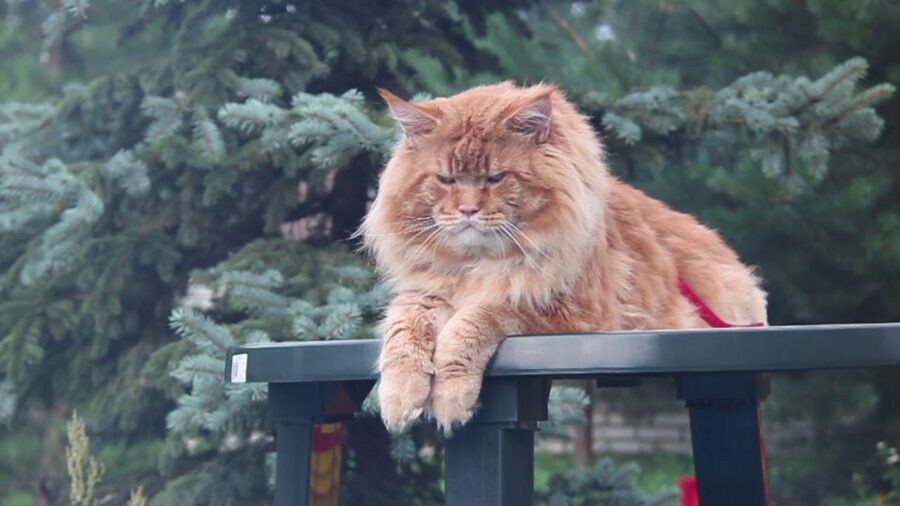 The World Record Largest Maine Coon Cat: A Giant in the Cat World